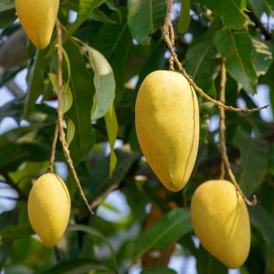 5 Pcs katimon mango tree
