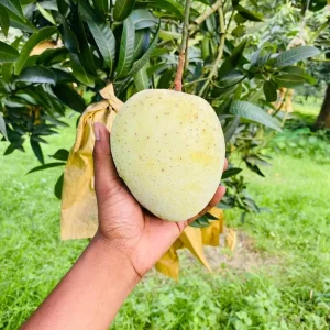 ৬ পিচ আমের চারা