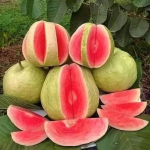 3 Exotic Guava Package