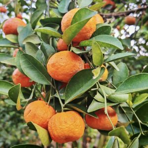 3 Pcs Darjeeling Orange Seedlings